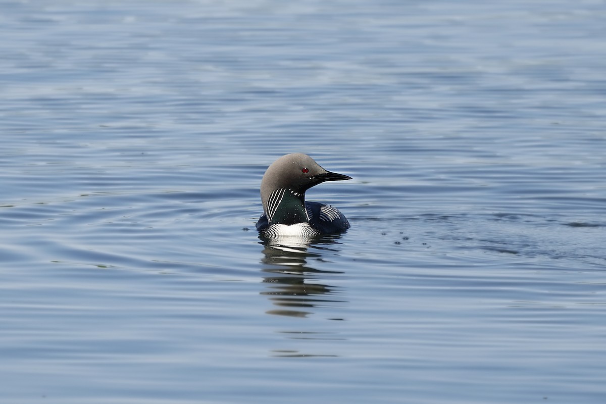 Pacific Loon - ML642468348