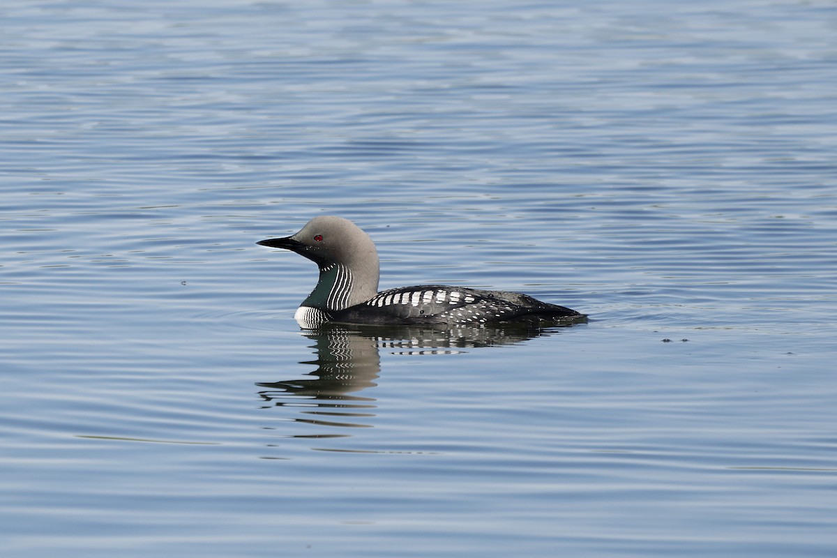 Pacific Loon - ML642468349