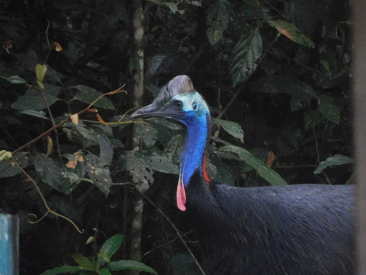 Southern Cassowary - ML642468350
