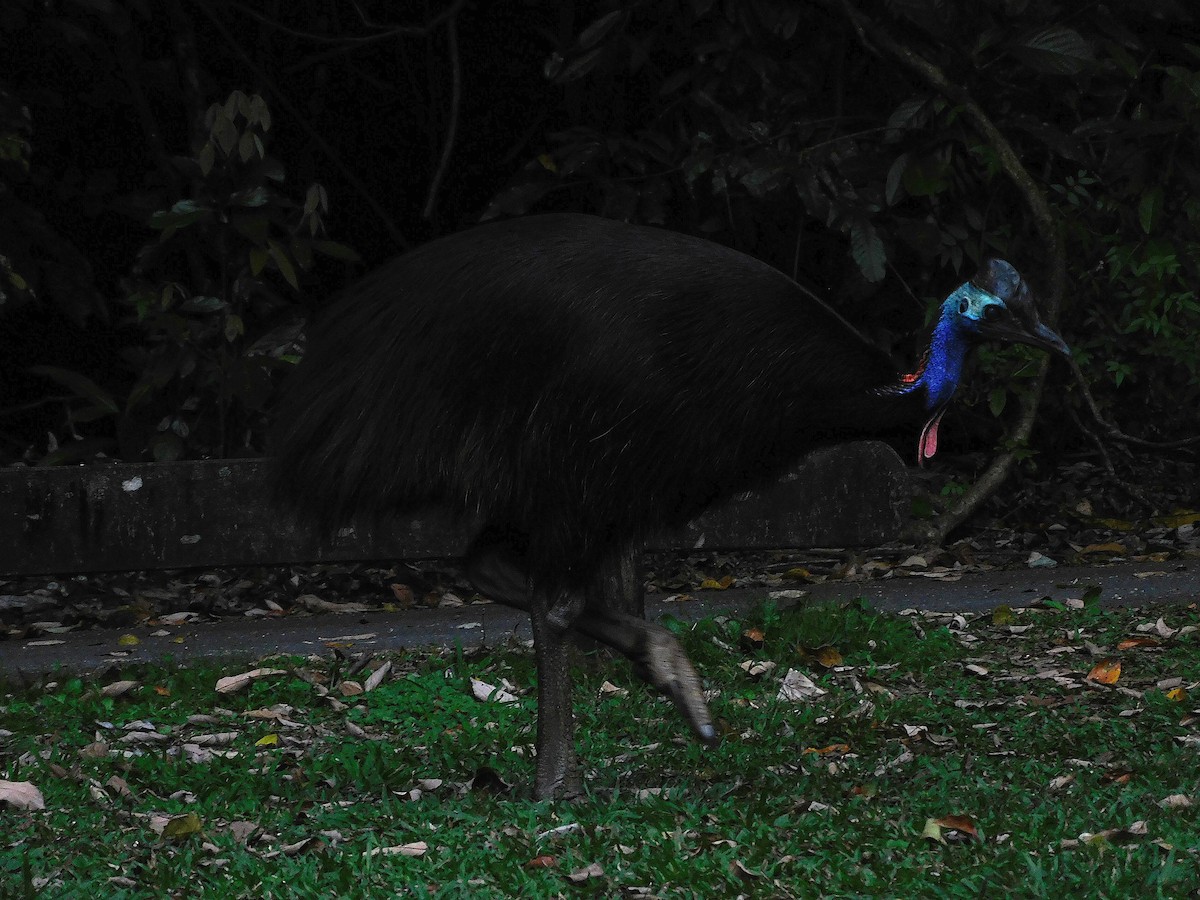 Southern Cassowary - ML642468351
