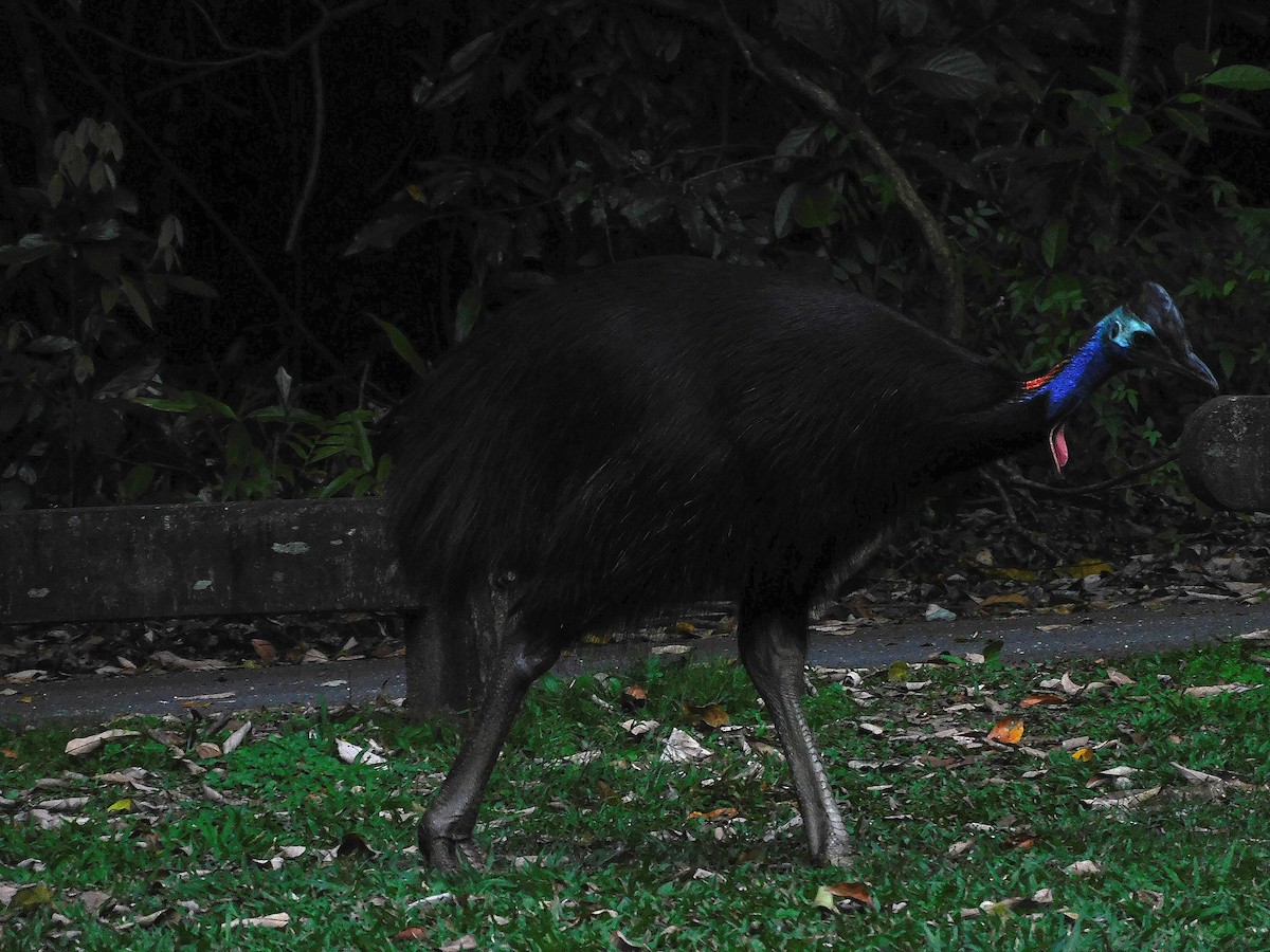 Southern Cassowary - ML642468352