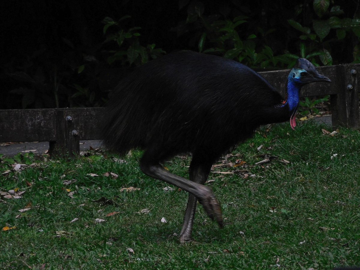 Southern Cassowary - ML642468353