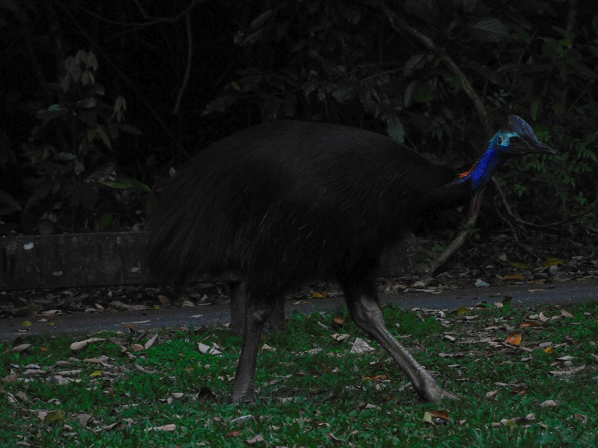 Southern Cassowary - ML642468354