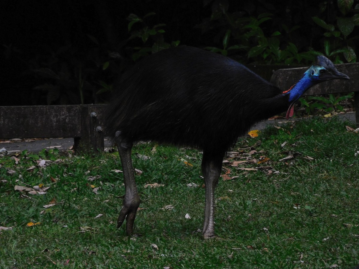 Southern Cassowary - ML642468355