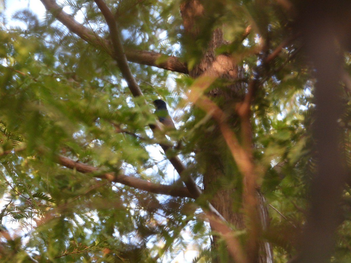 Blue-and-white Flycatcher - ML642468388