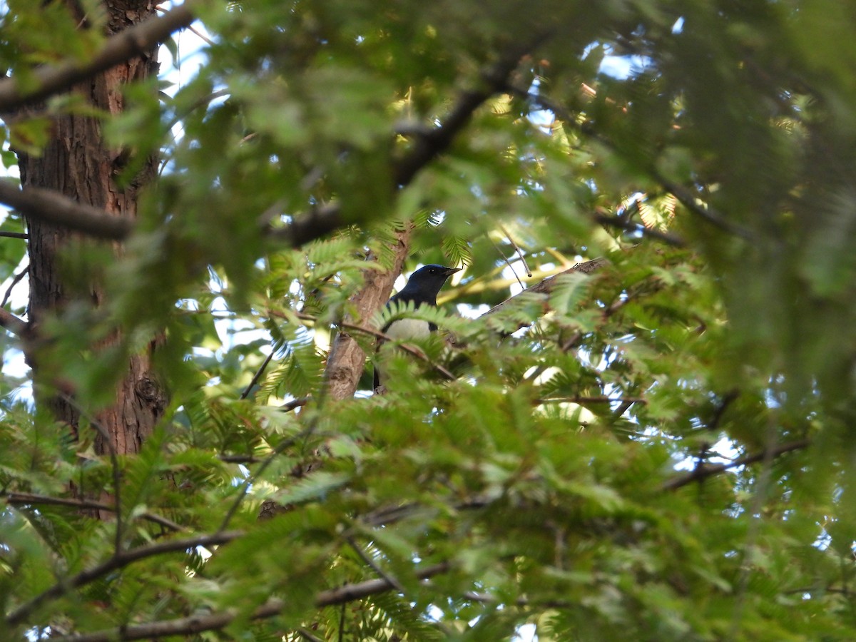 Blue-and-white Flycatcher - ML642468389
