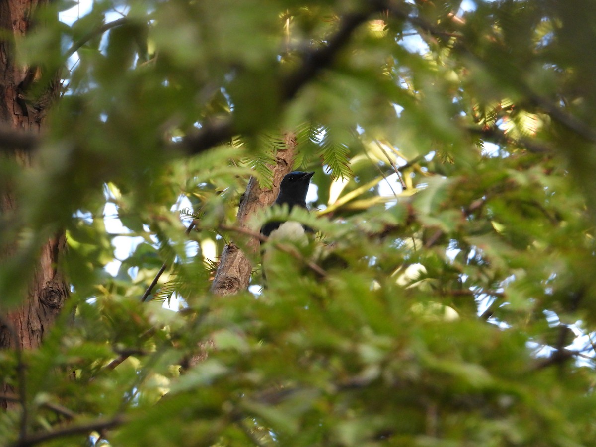 Blue-and-white Flycatcher - ML642468390