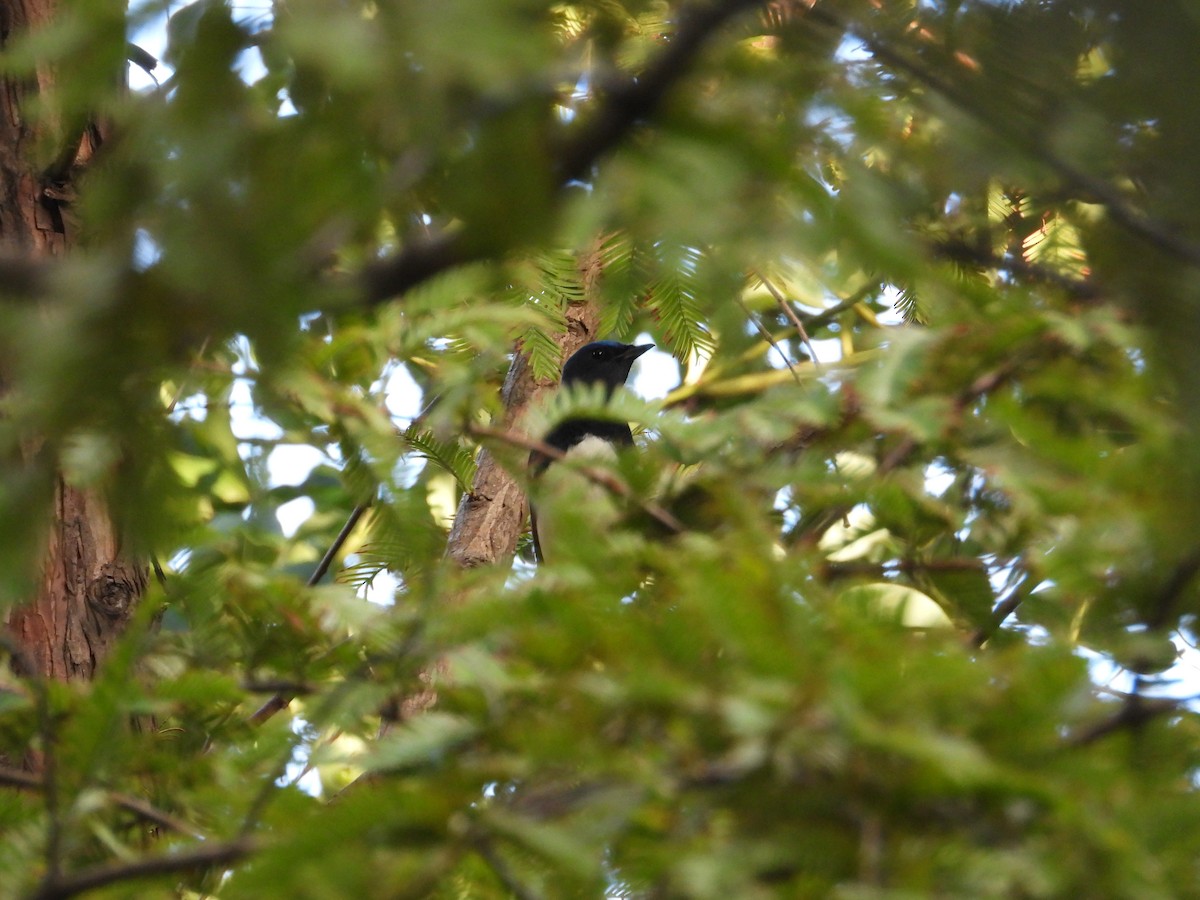 Blue-and-white Flycatcher - ML642468391