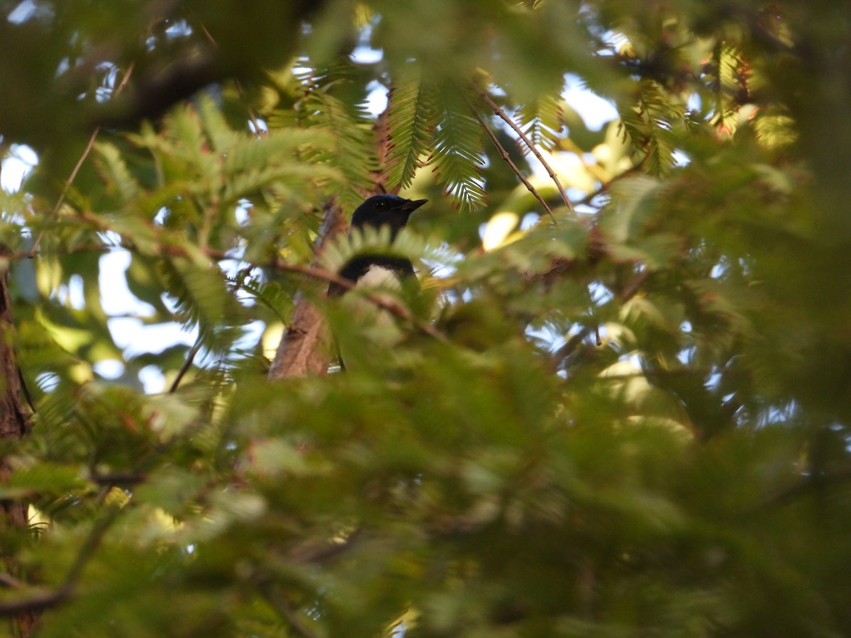 Blue-and-white Flycatcher - ML642468393