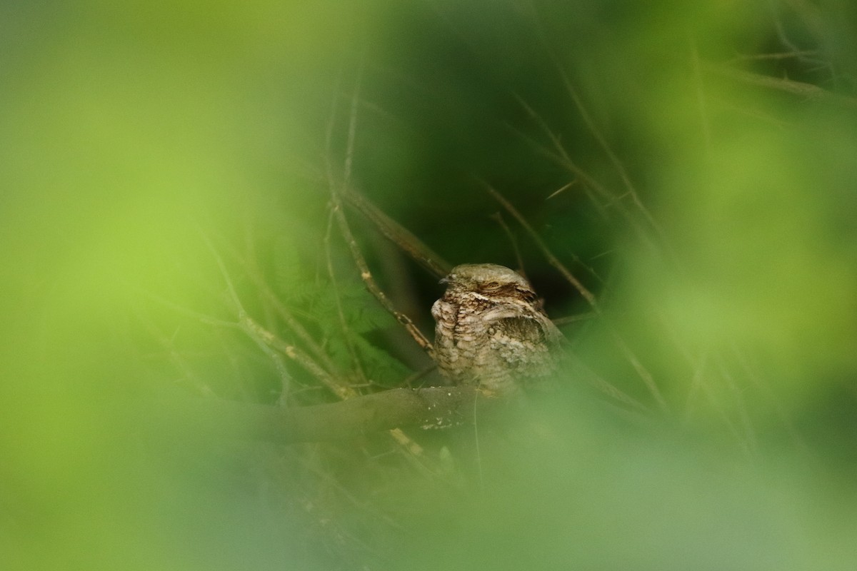 lelek lesní - ML642468395