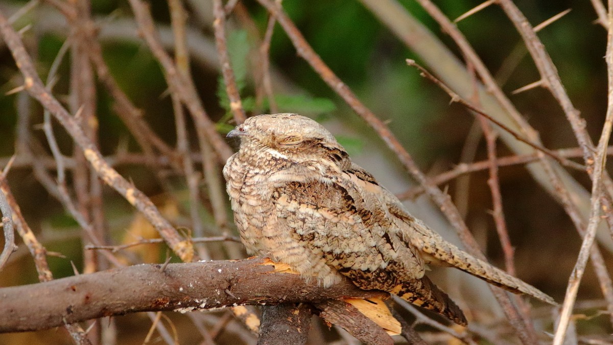 lelek lesní - ML642468396