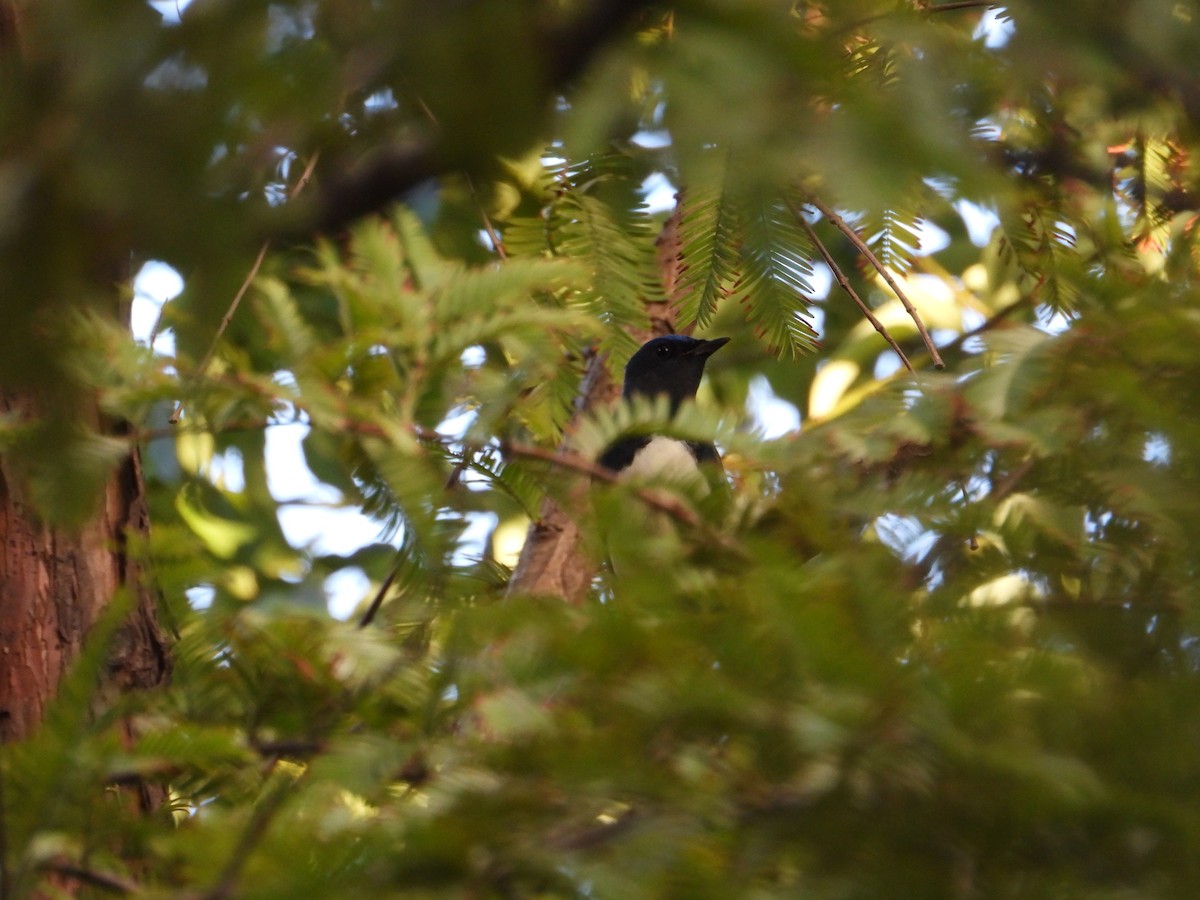 Blue-and-white Flycatcher - ML642468400