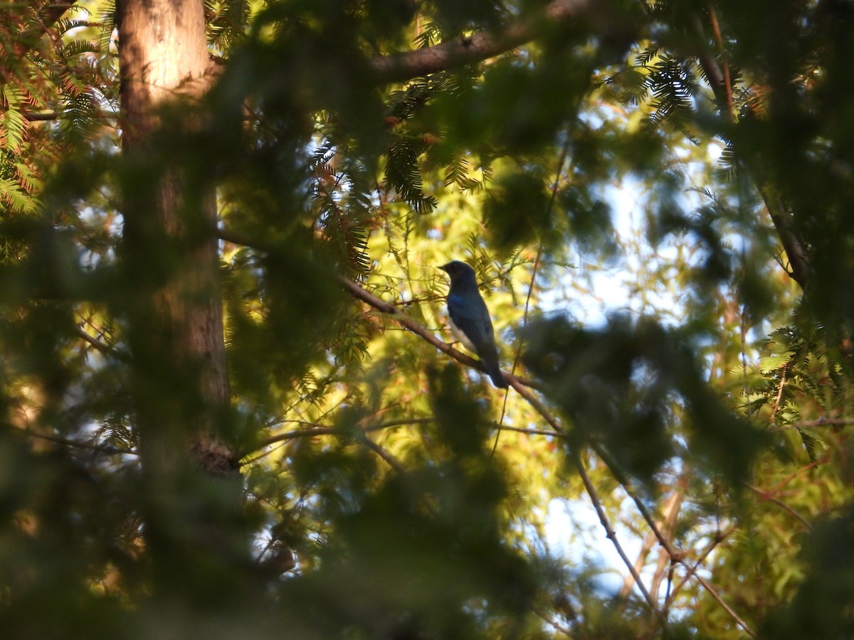 Blue-and-white Flycatcher - ML642468401