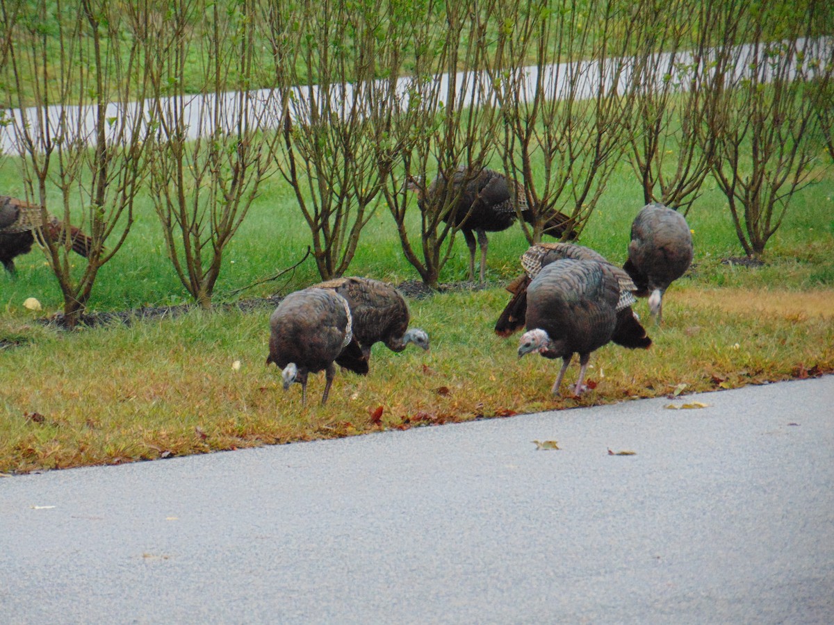 Wild Turkey - ML642468427