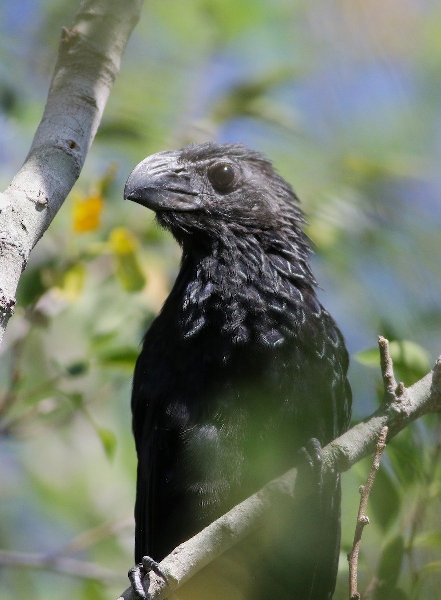 Groove-billed Ani - ML642468428
