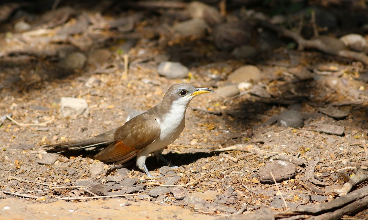 Yellow-billed Cuckoo - ML642468429