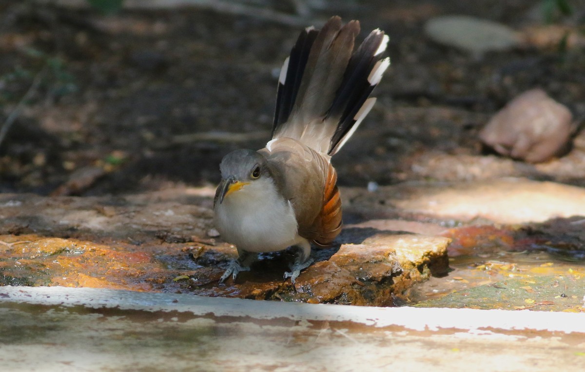 Yellow-billed Cuckoo - ML642468431