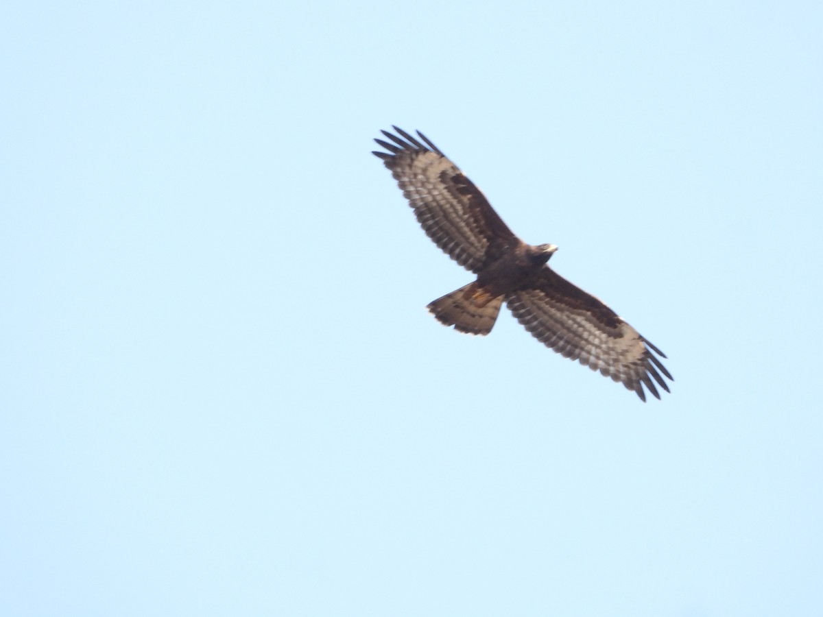 European Honey-buzzard - ML642468433