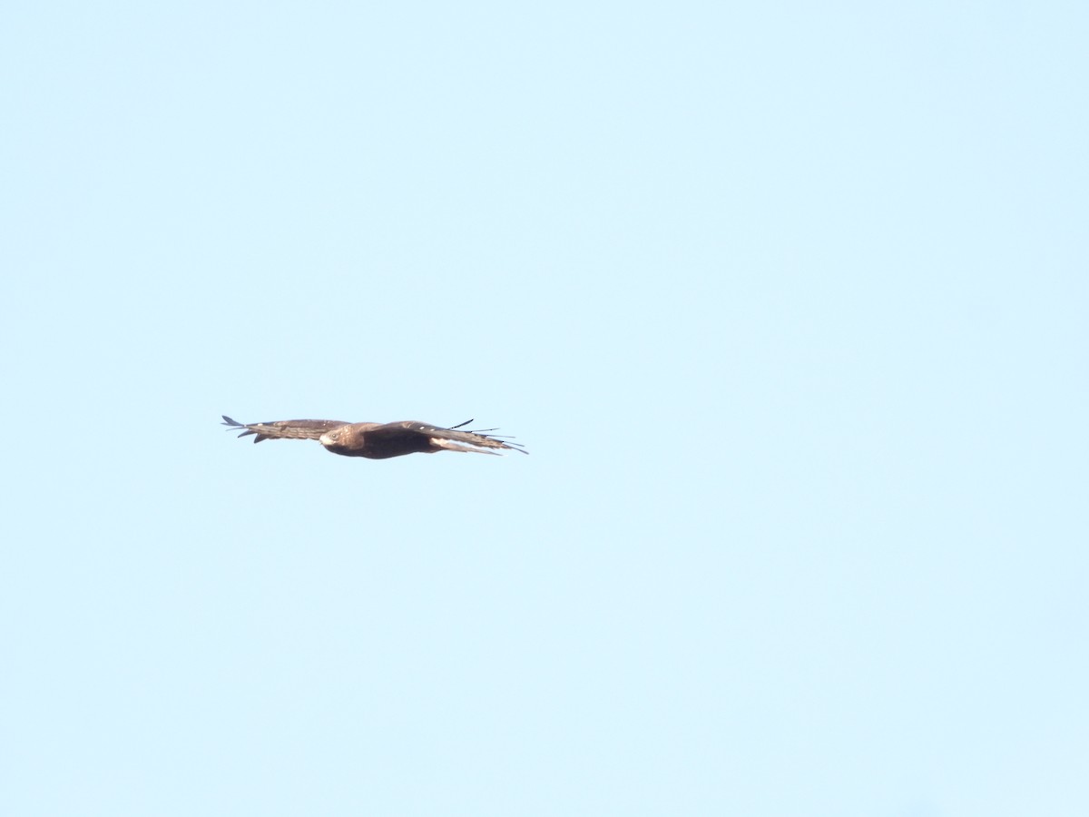 European Honey-buzzard - ML642468434