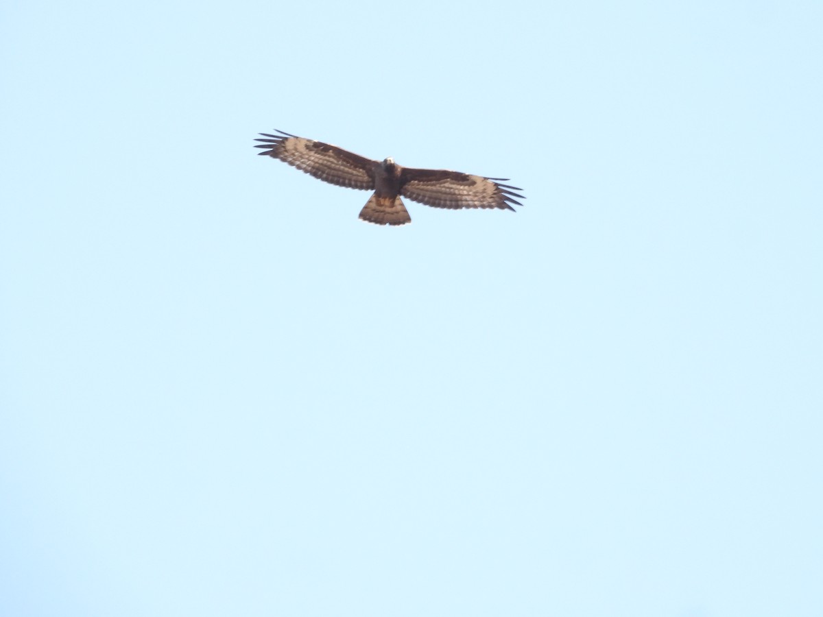 European Honey-buzzard - ML642468435