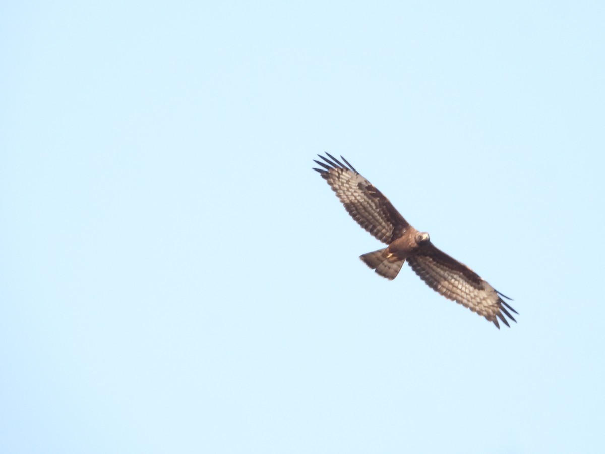 European Honey-buzzard - ML642468436