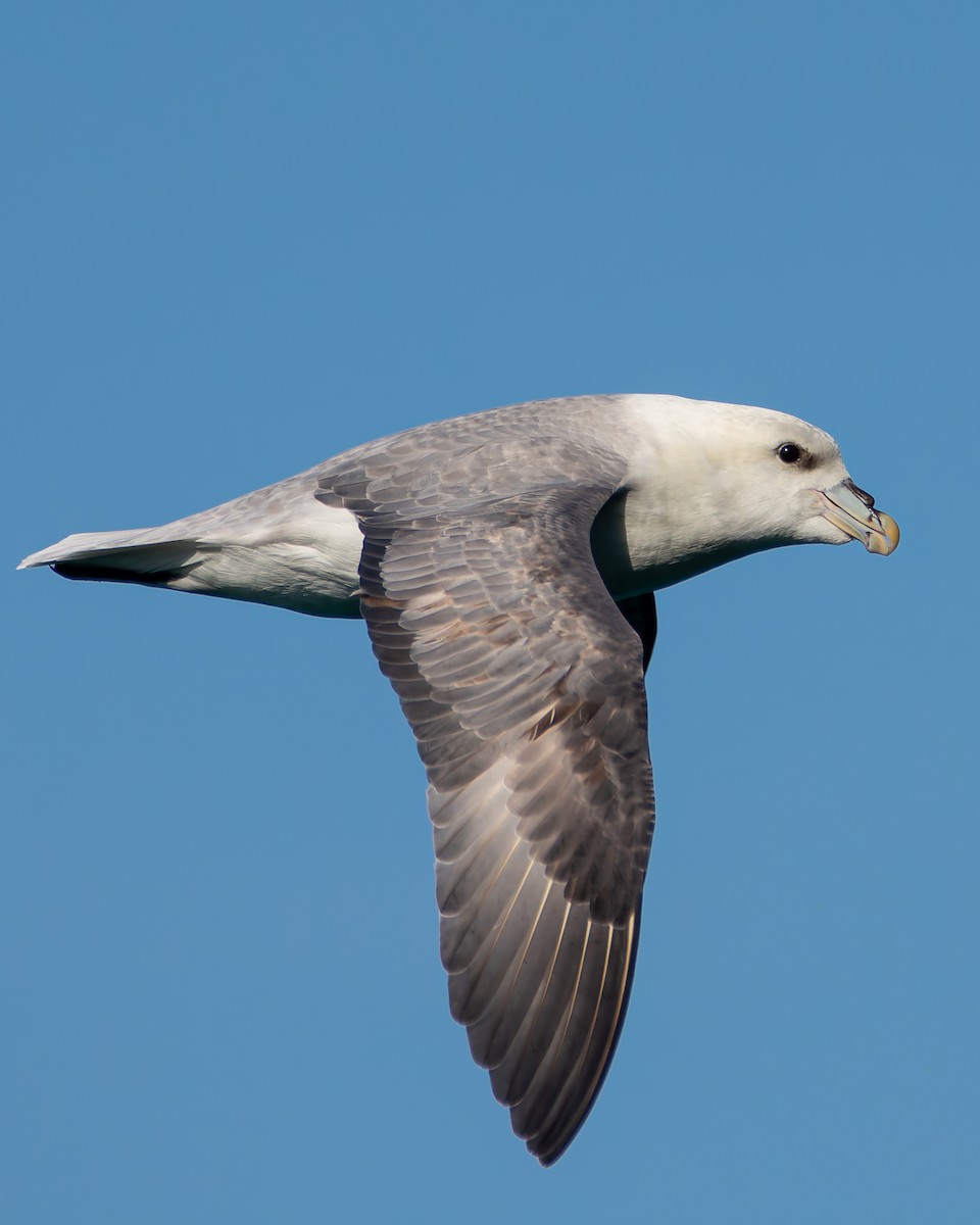 Northern Fulmar - ML642468439