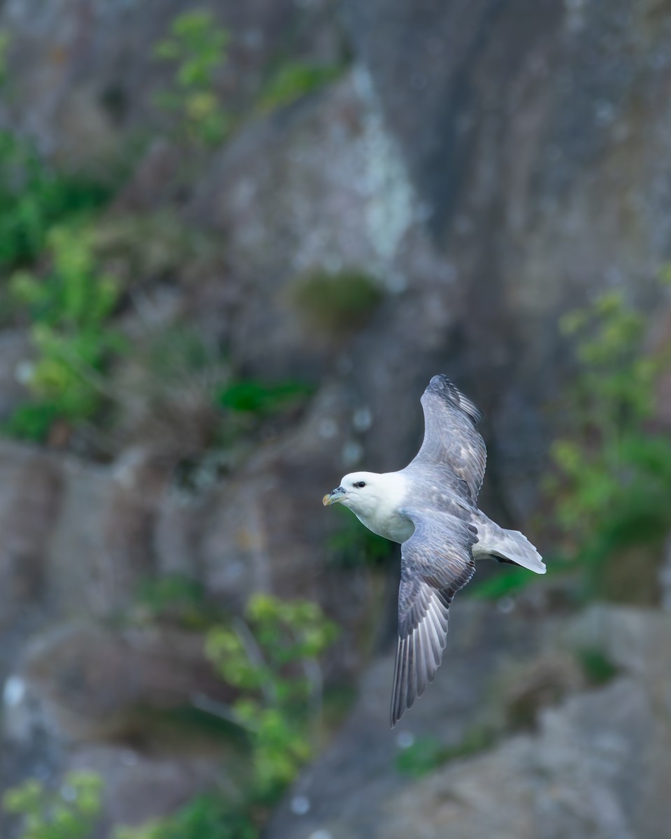Northern Fulmar - ML642468440