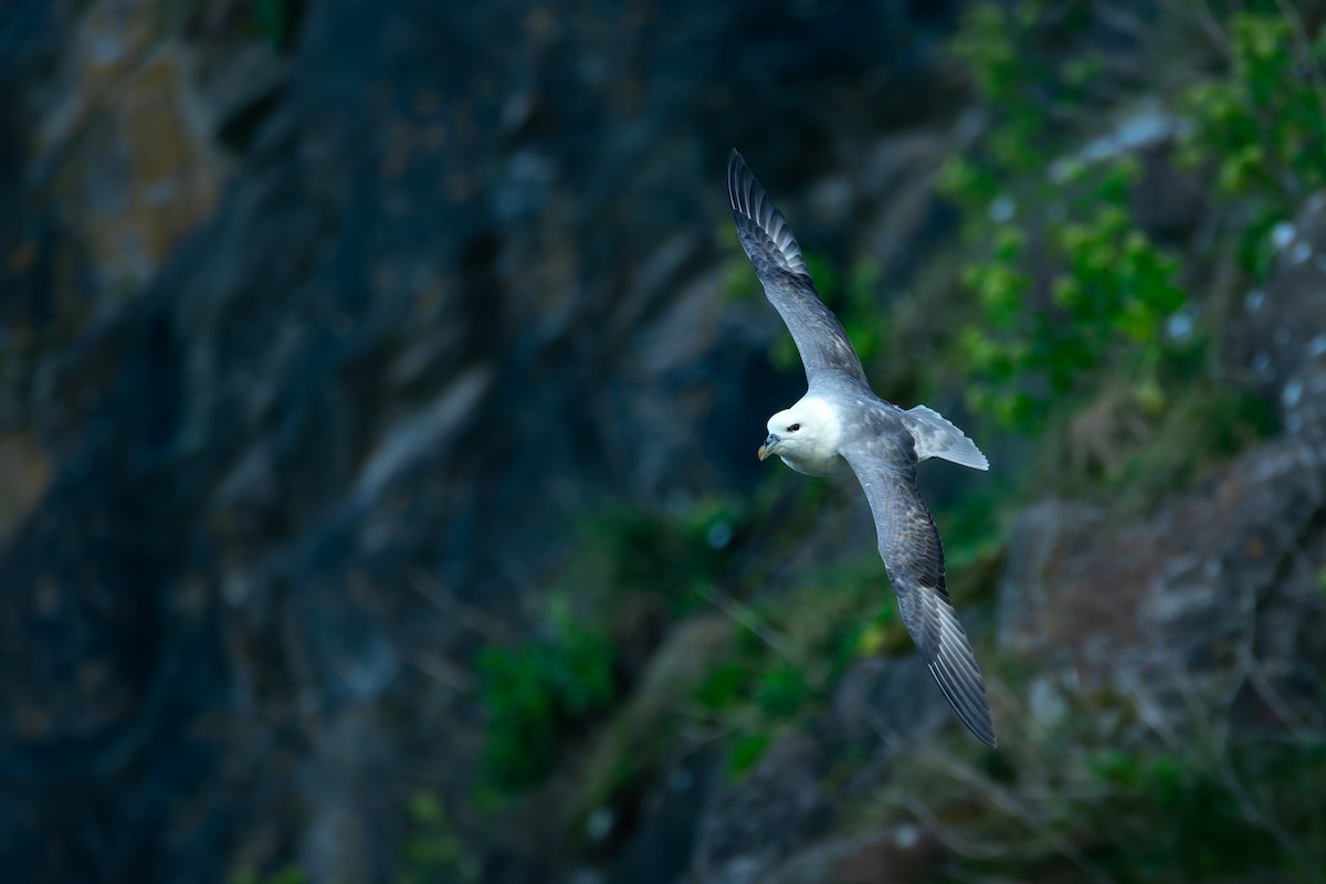 Northern Fulmar - ML642468441