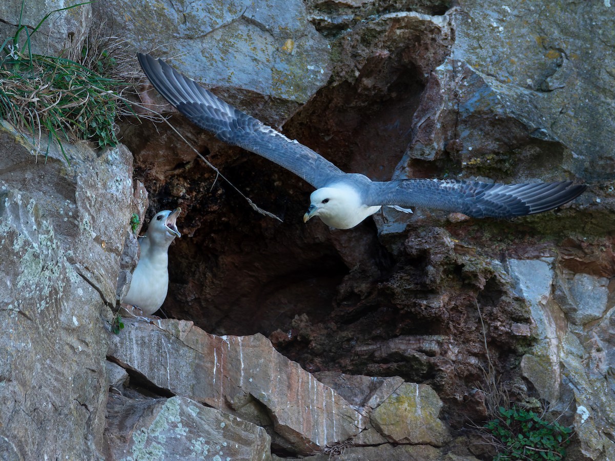 Northern Fulmar - ML642468442
