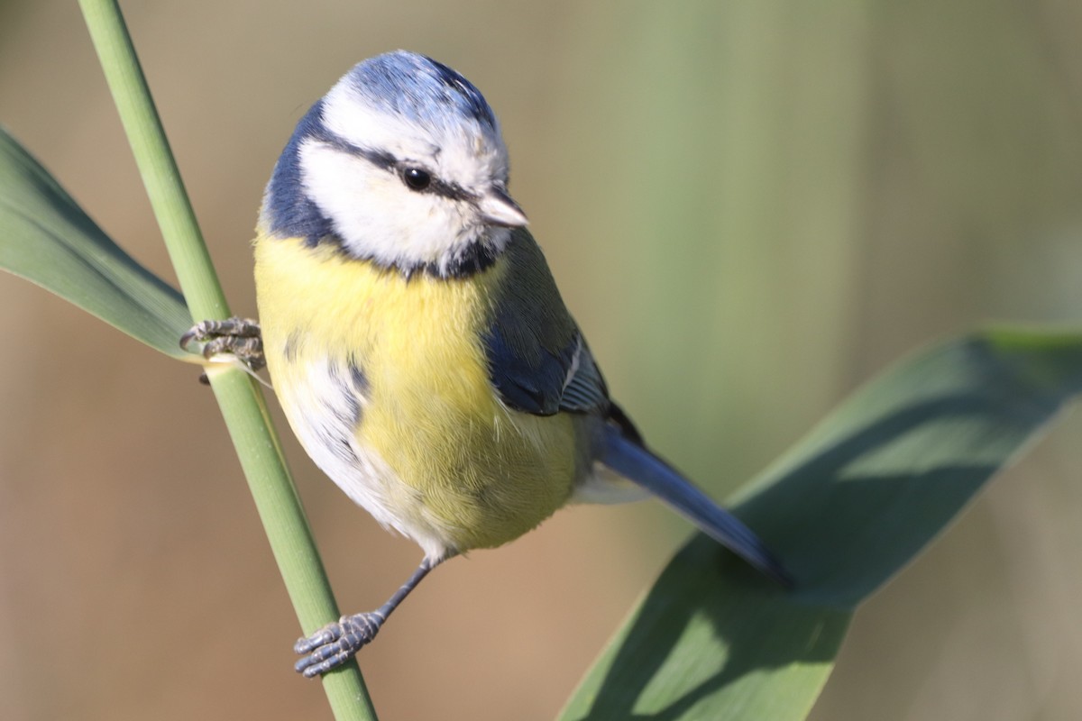 Eurasian Blue Tit - ML642468447