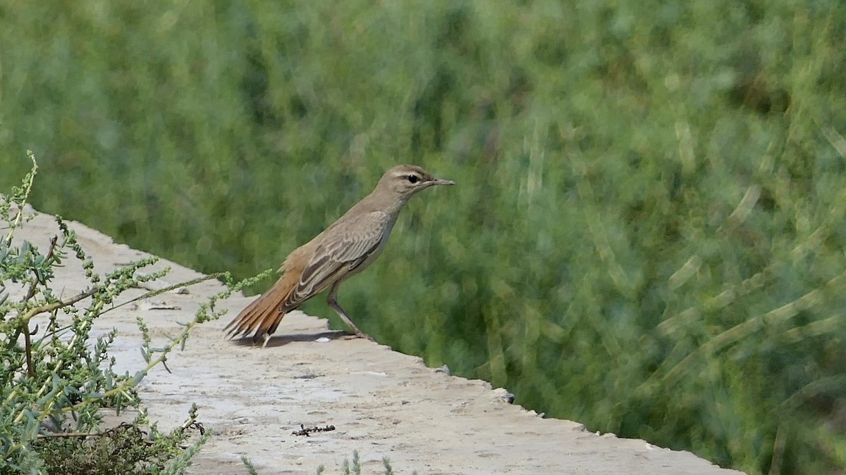 Rufous-tailed Scrub-Robin - ML642468449