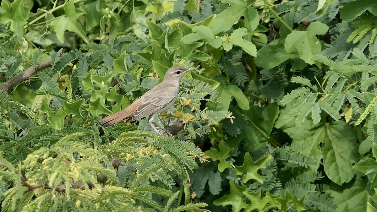 Rufous-tailed Scrub-Robin - ML642468450