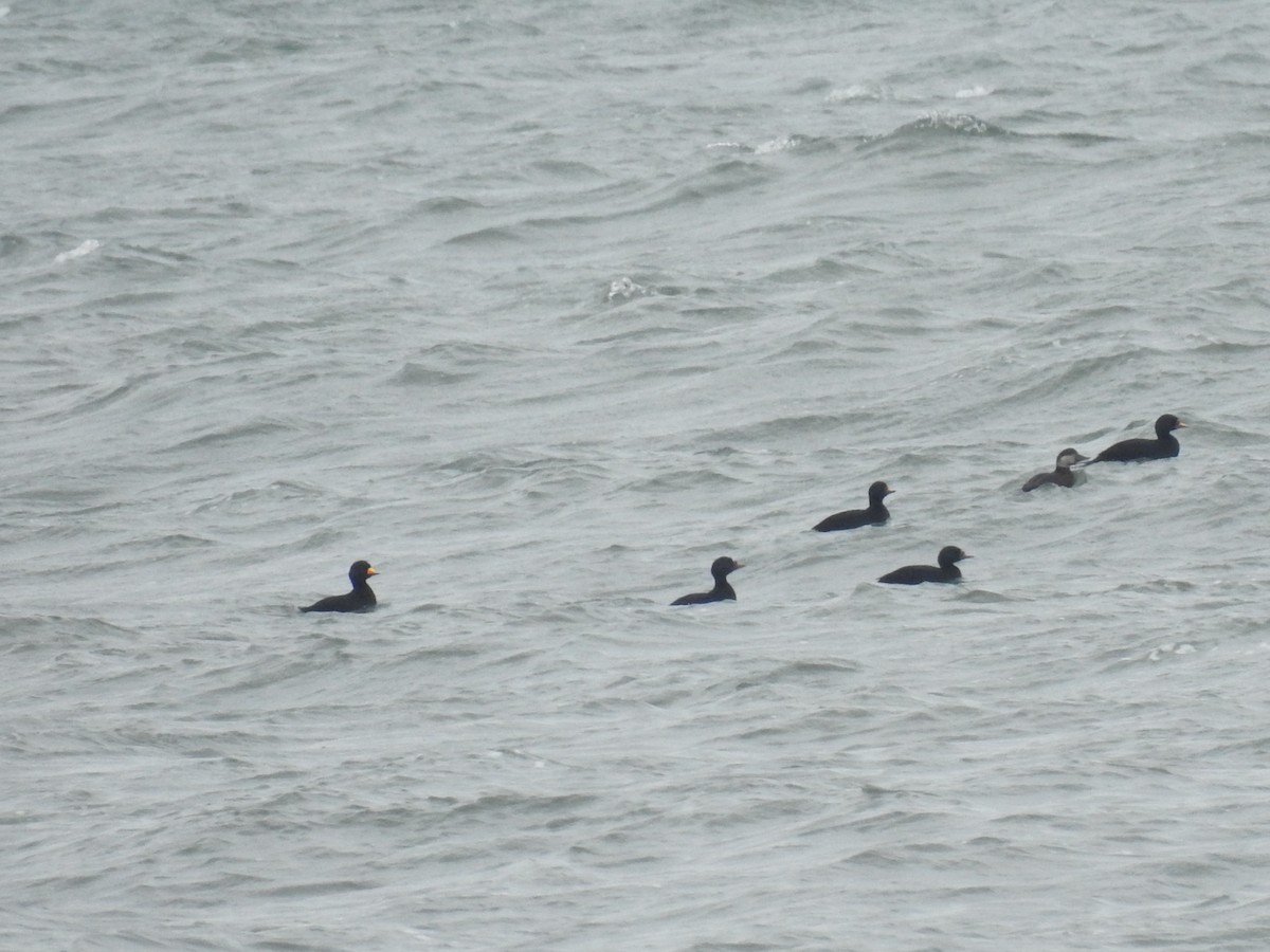 Black Scoter - ML642468452