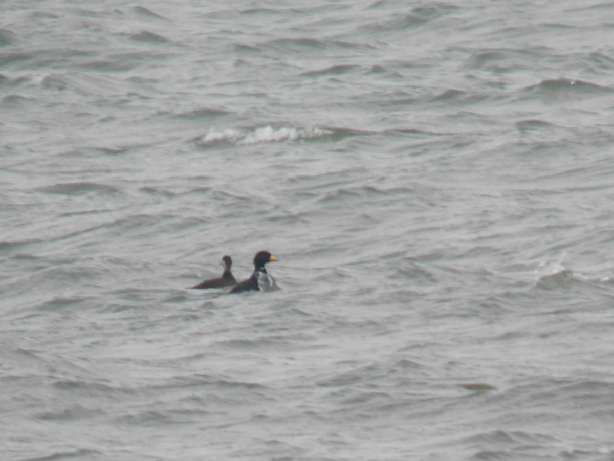 Black Scoter - ML642468453