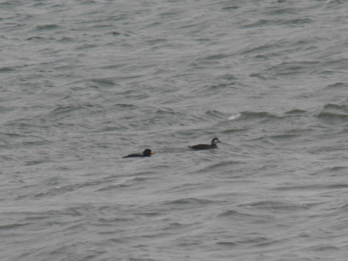 Black Scoter - ML642468454