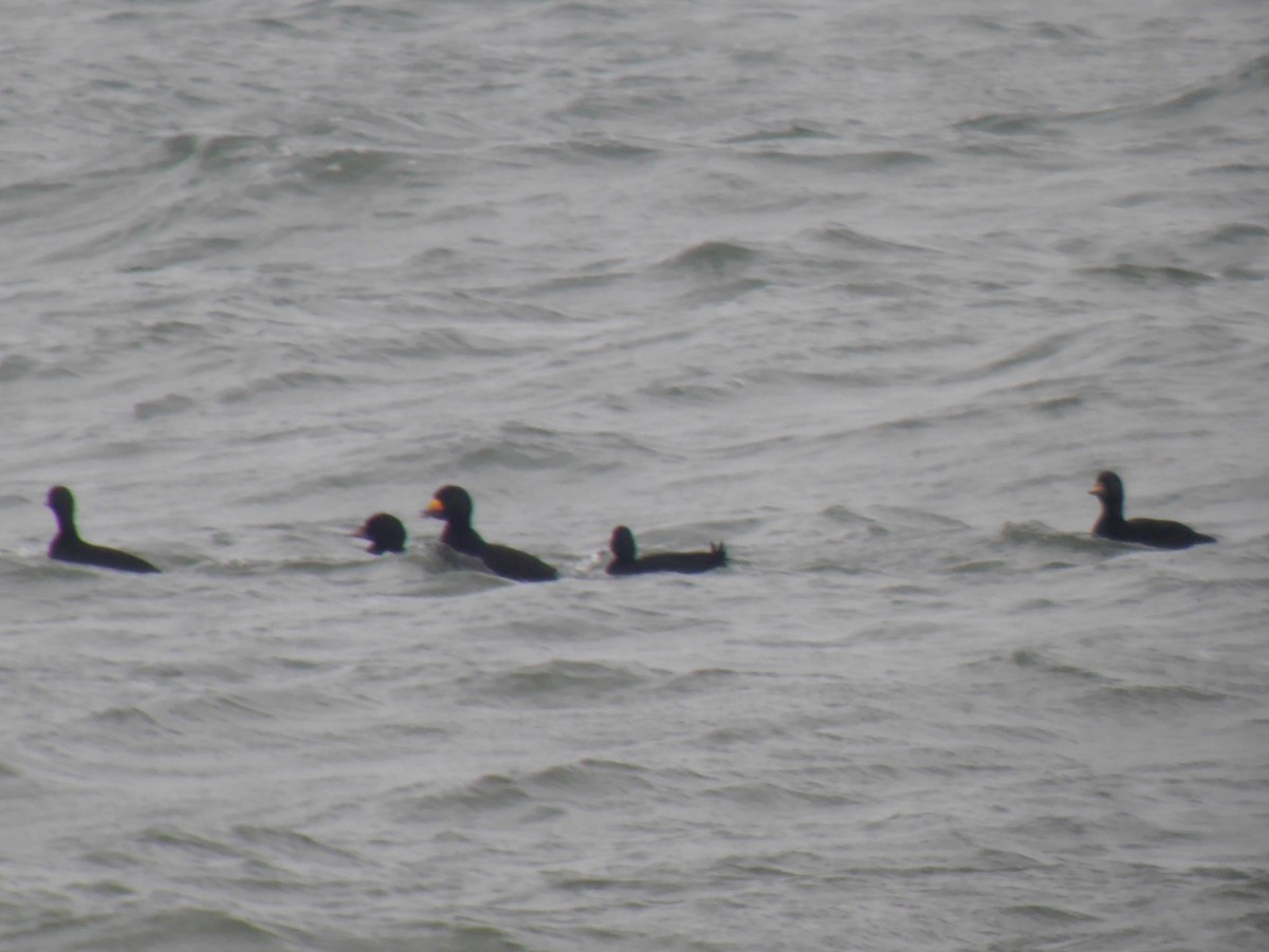 Black Scoter - ML642468455