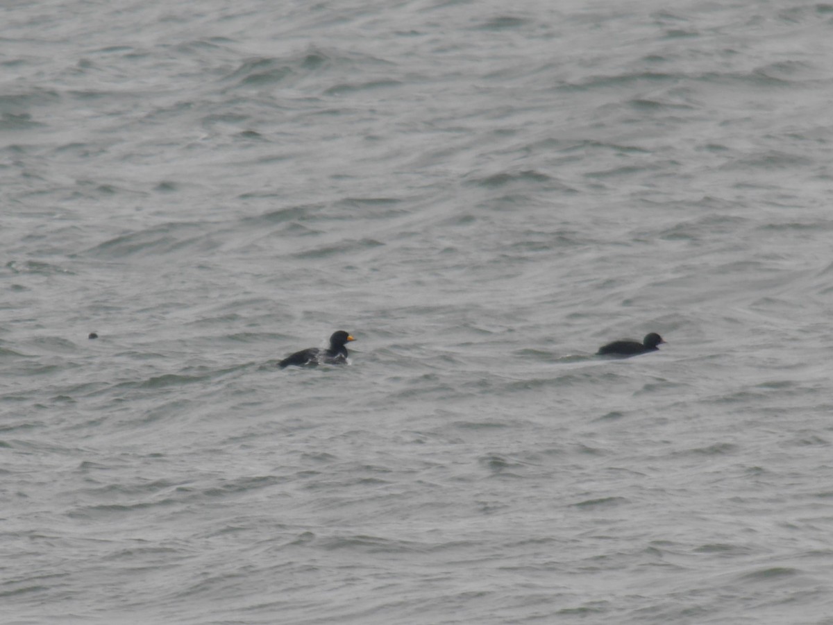 Black Scoter - ML642468456