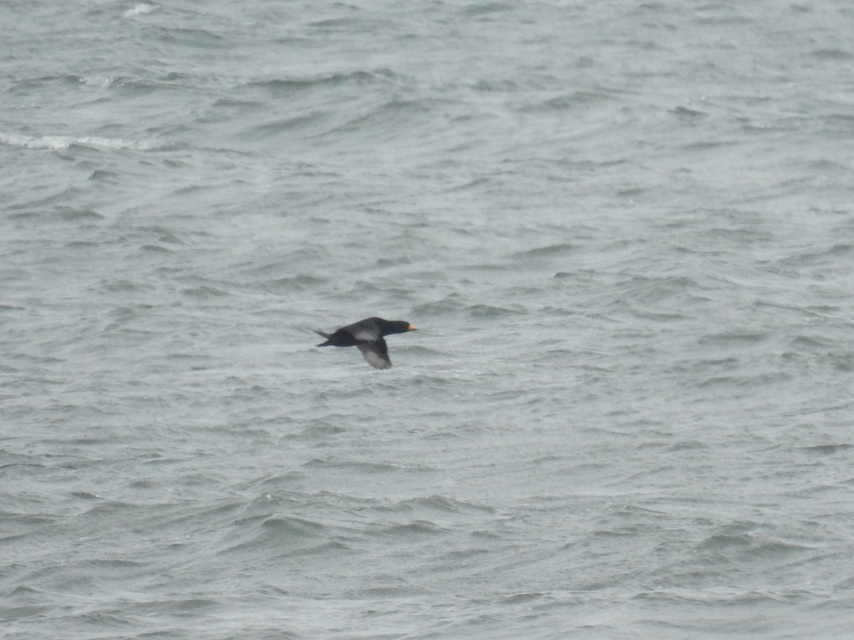 Black Scoter - ML642468457