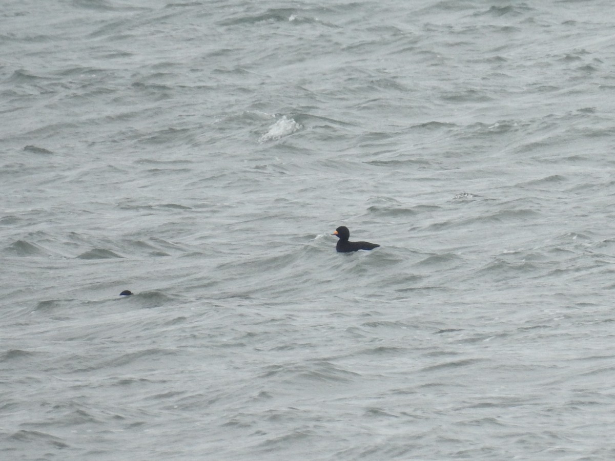 Black Scoter - ML642468458