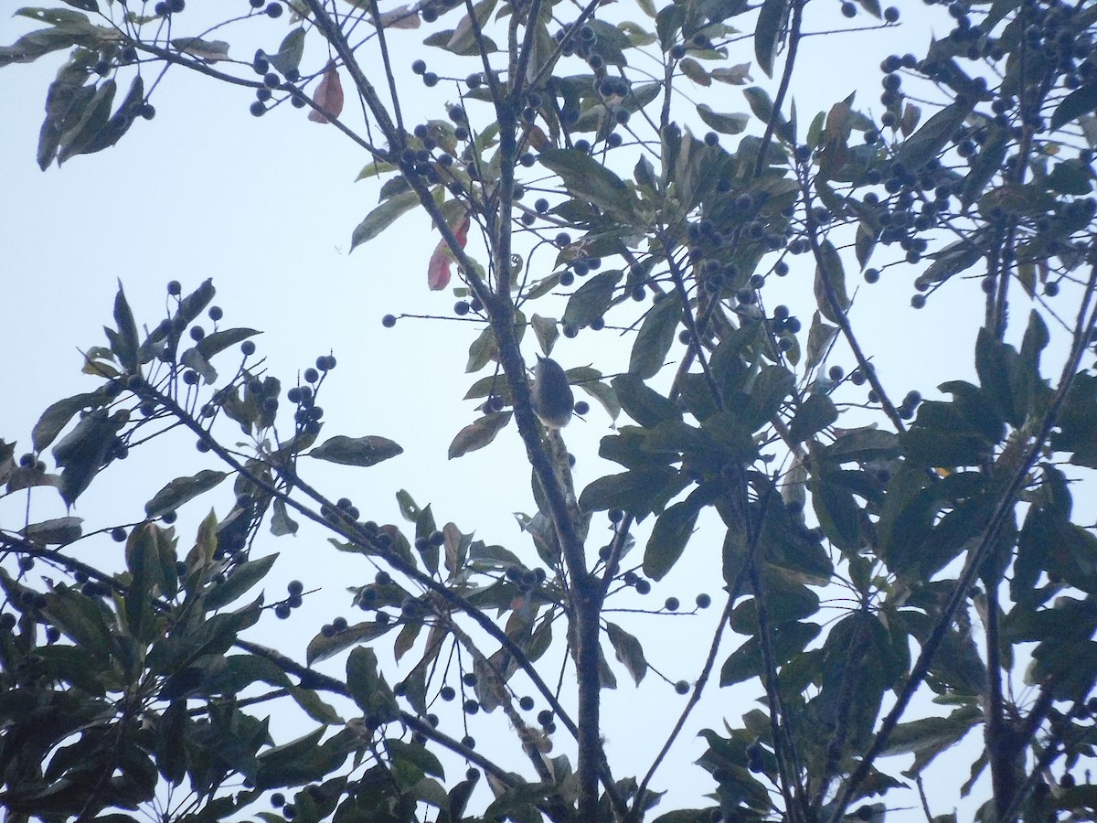 Горная шипоклювка - ML642468490