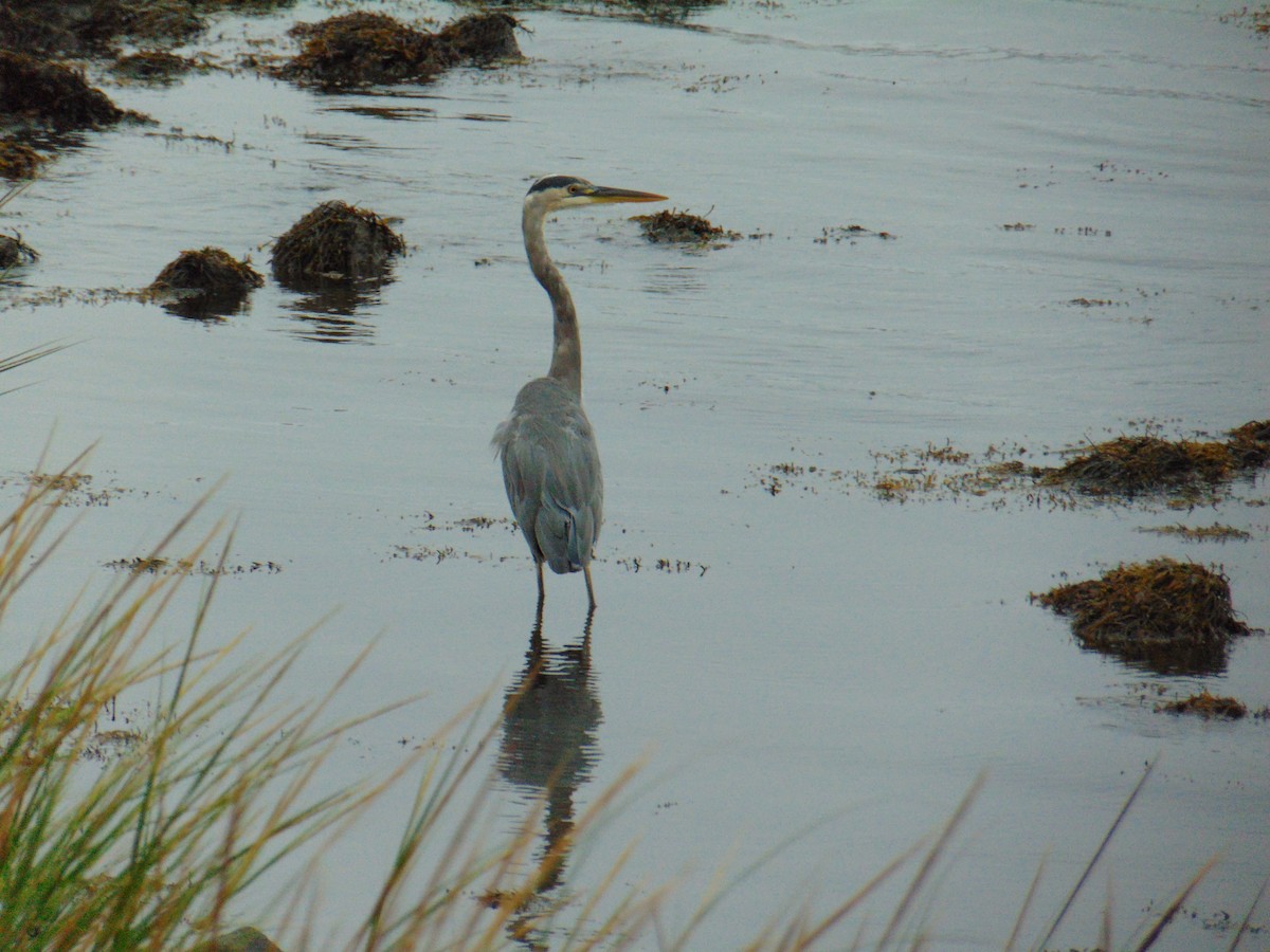 Great Blue Heron - ML642468502