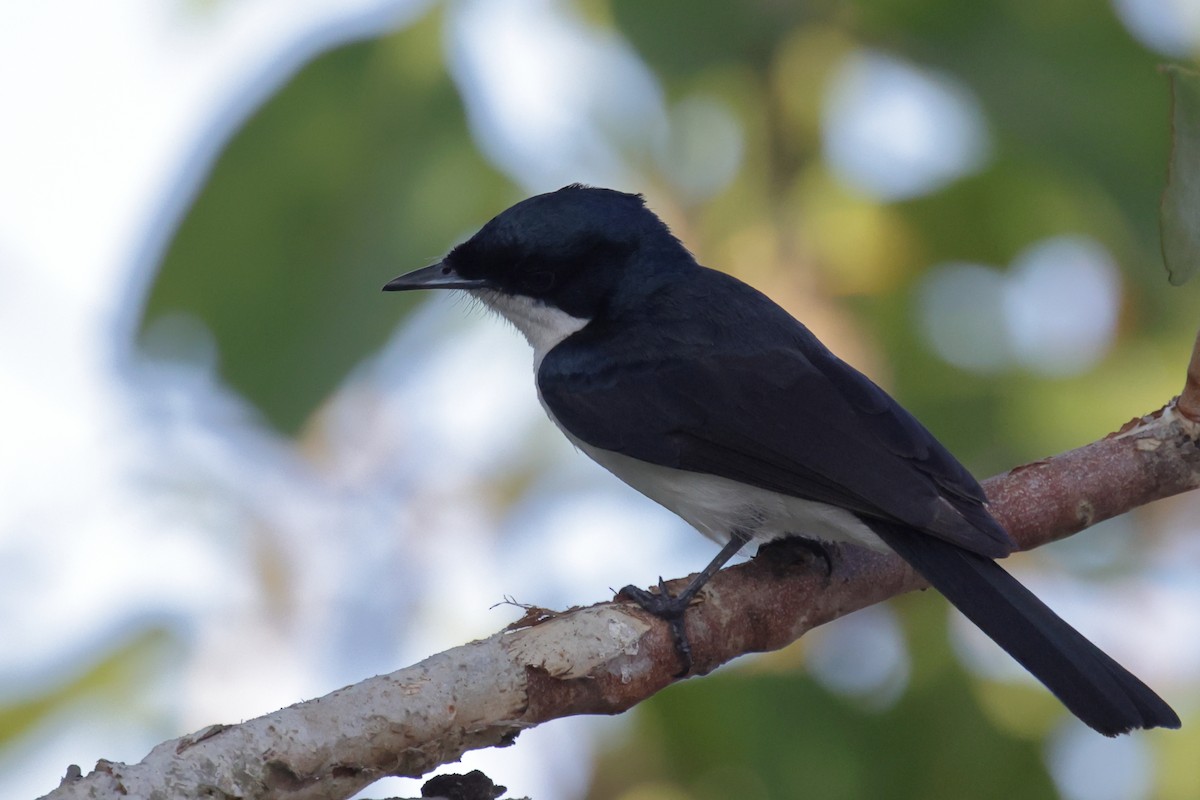 Paperbark Flycatcher - ML642468518
