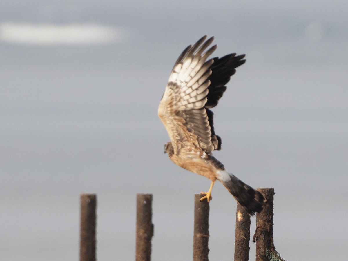 Montagu's Harrier - ML642468530