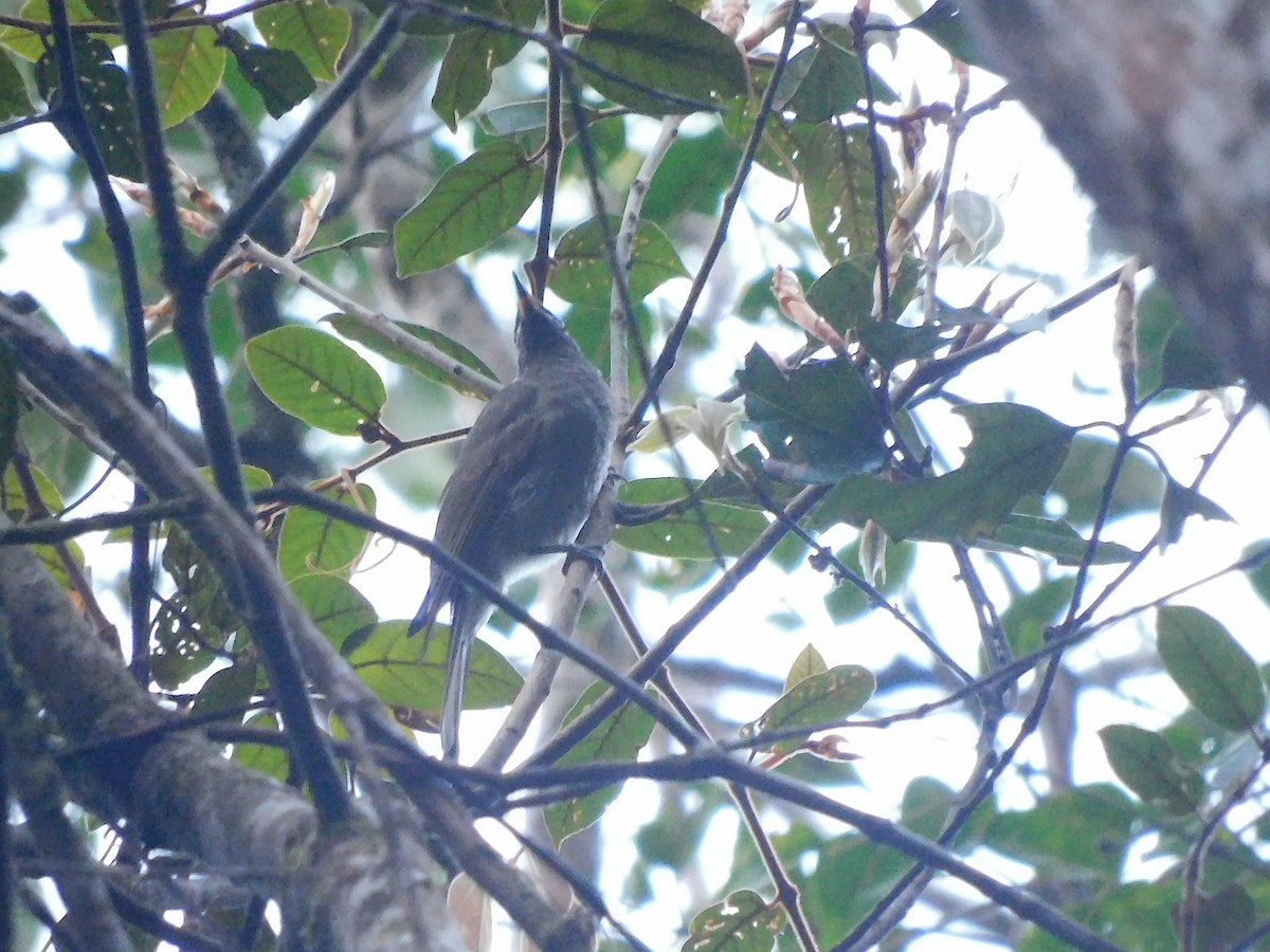 Bridled Honeyeater - ML642468538
