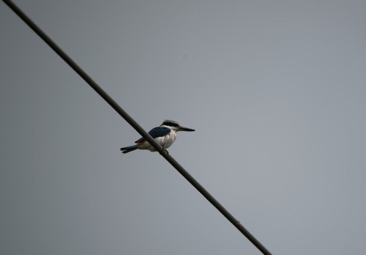 Red-backed Kingfisher - ML642468541