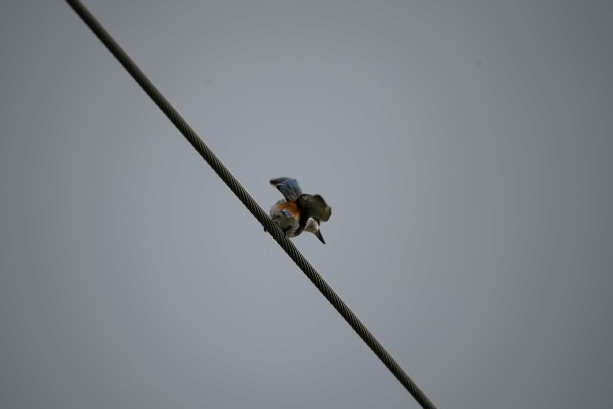 Red-backed Kingfisher - ML642468542