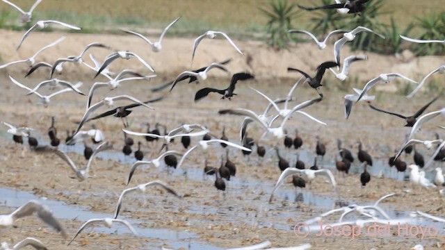 Black-headed Gull - ML642468545