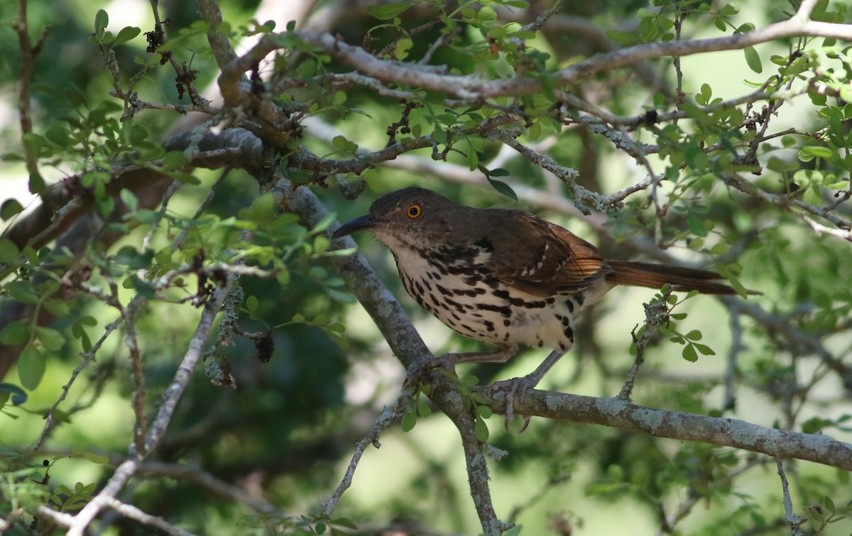 Long-billed Thrasher - ML642468546