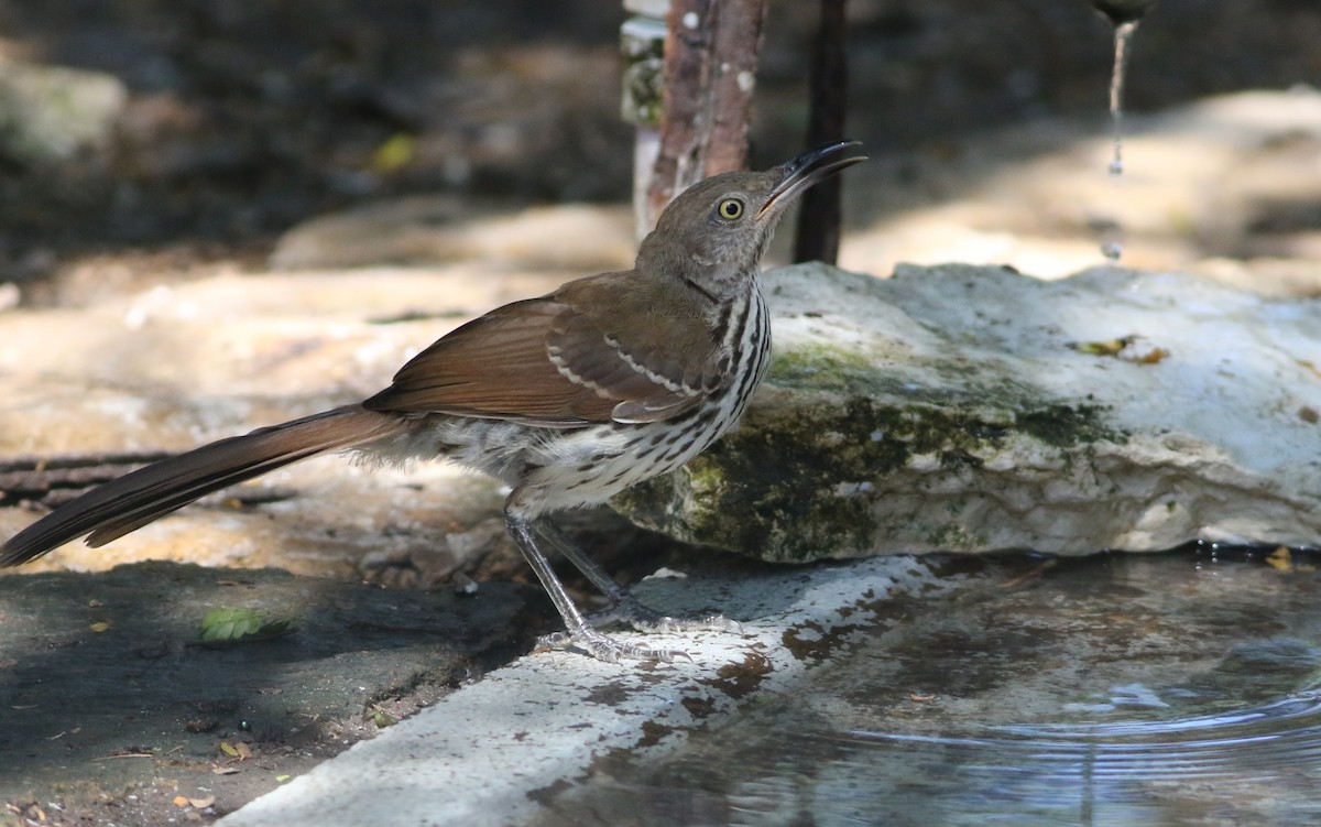 Long-billed Thrasher - ML642468547