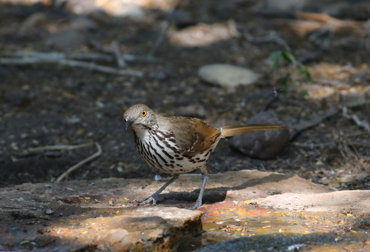 Long-billed Thrasher - ML642468548